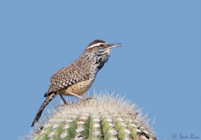 Cactus Wren Calling