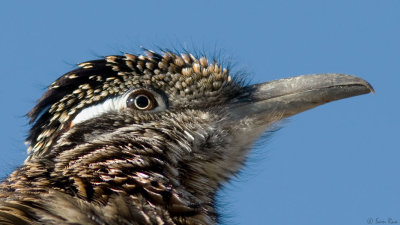 Roadrunner Portrait