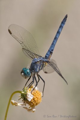 Blue Dasher Dragonfly (Male)