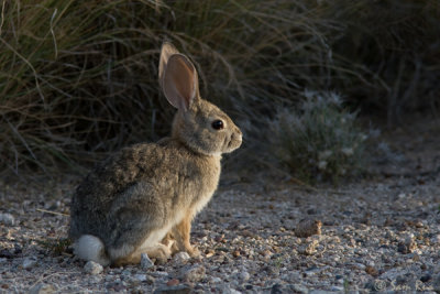 Early Morning Cottontail