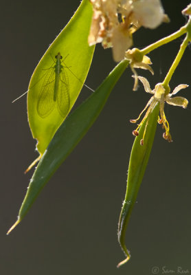 Lacewing