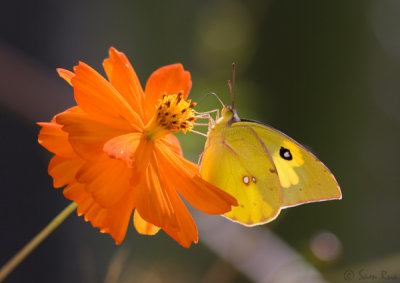 Southern Dogface Butterfly