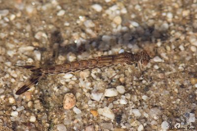 Damselfly Larva