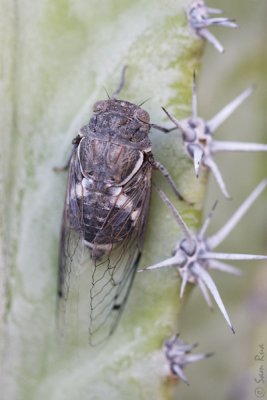 Cicada