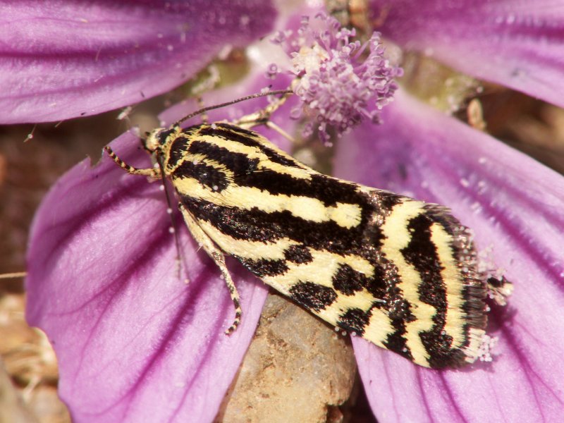 Emmalia trabealis  Arlequinette