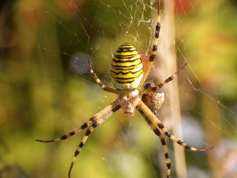 Argiope fasciee - Writing spider and the cocoon full of the laying