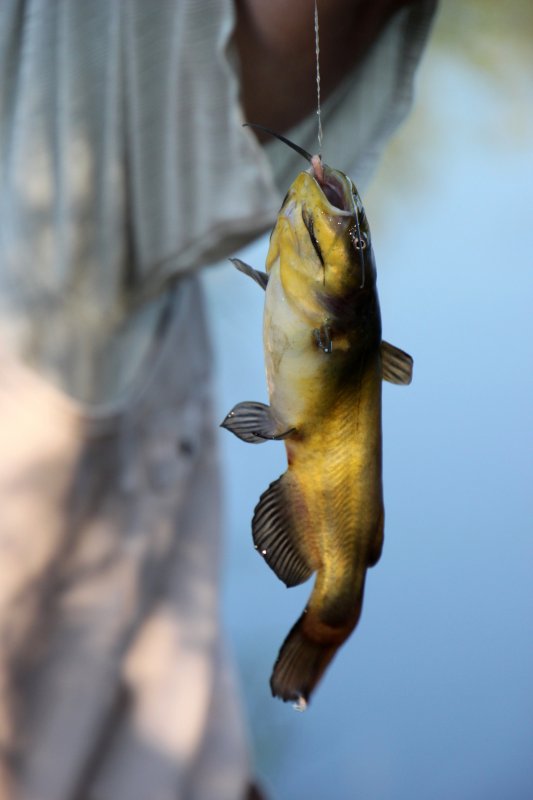 Un Poisson Chat A Mordu A L Hamecon A Catfish Is Taking The Hook Photo Anna Christian Reck Photos At Pbase Com Un Poisson Chat A Mordu A L Hamecon A Catfish Is Taking The Hook Photo Anna Christian Reck Photos At Pbase Com