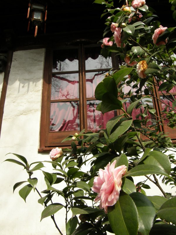 Yuyuan garden