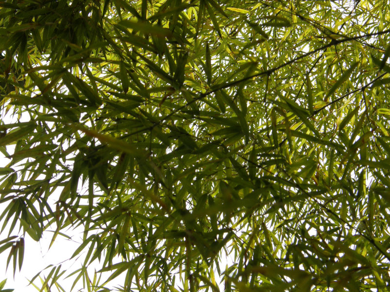 Bamboos leaves