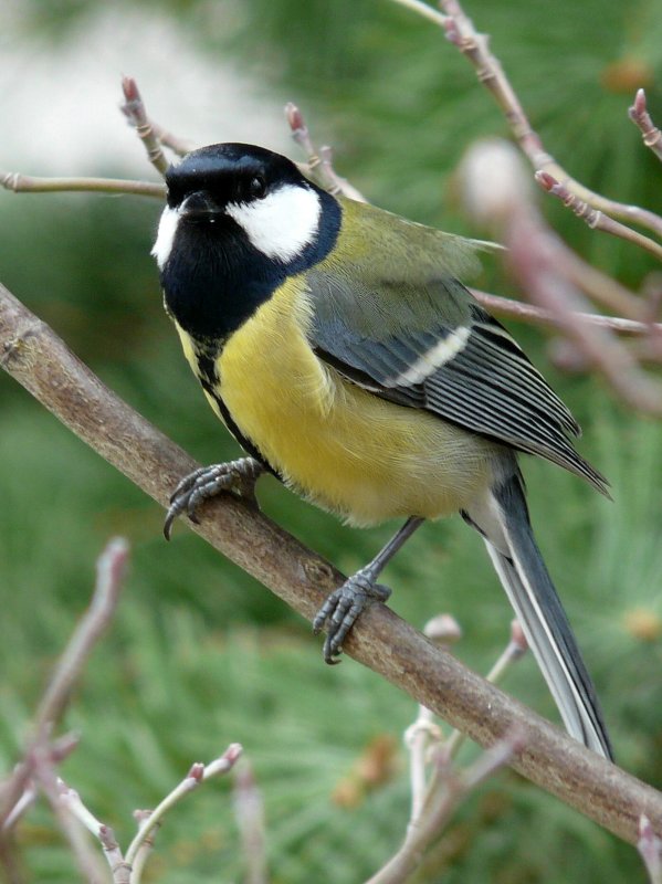 Msange charbonniere - Great tit