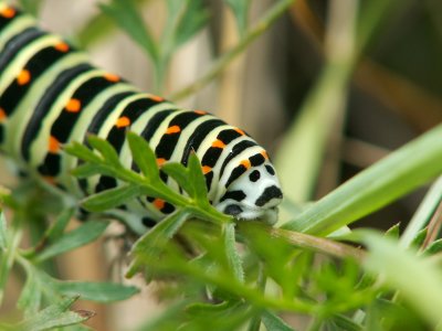 Chenille de machaon