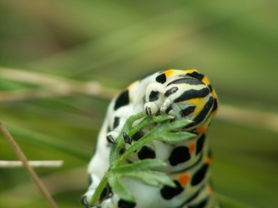 Chenille de machaon