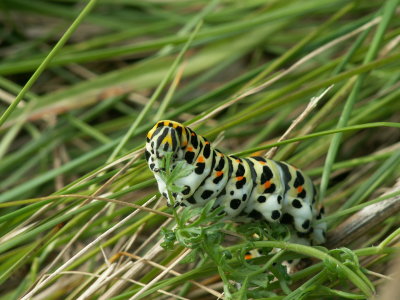 Chenille de machaon