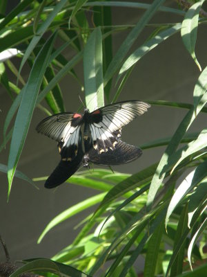 Swallowtail 's coupling