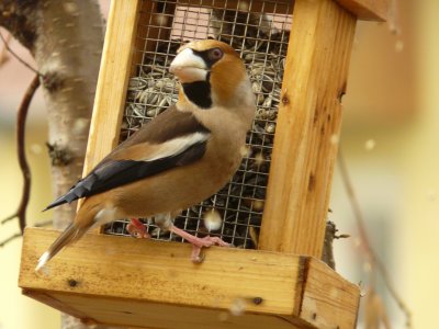 Le gros bec casse noyaux - The hawfinch