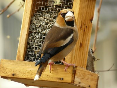 c'est un oiseau trs craintif qui est trs difficile  observer