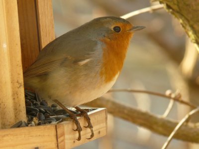 Rouge-gorge - European robin