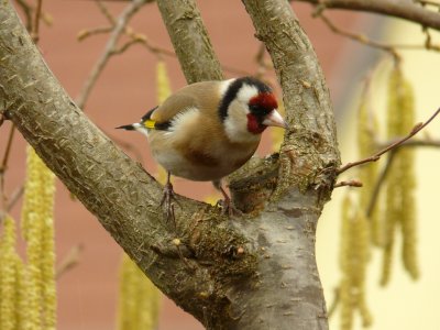 Chardonneret lgant - European goldfinch