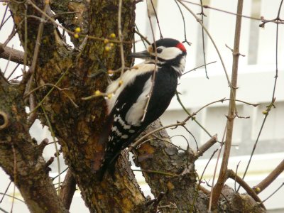 Pic peiche mle - Woodpecker male