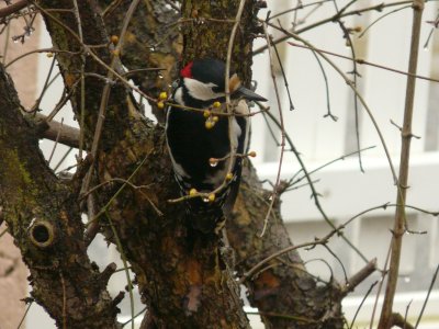 Pic  peiche mle - Woodpecker male