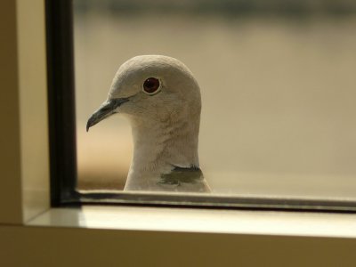 Portrait d'une petite curieuse