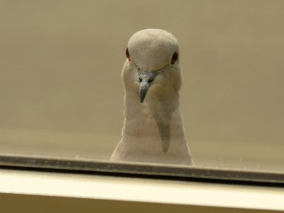 Portrait of an inquisitive dove