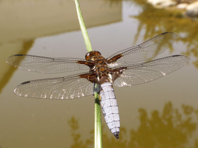 Libellule dprime dans mon bassin