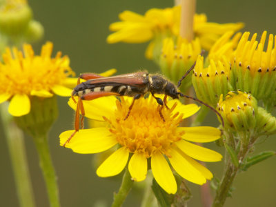 Sténoptère roux (Stenopterus rufus) longueur 8 à 16mm