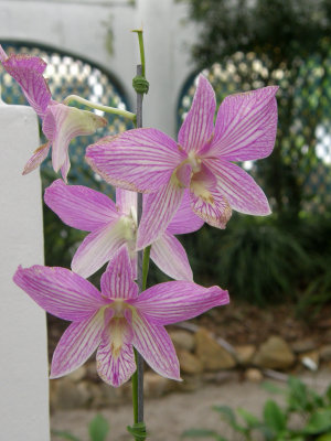 La serre aux orchides