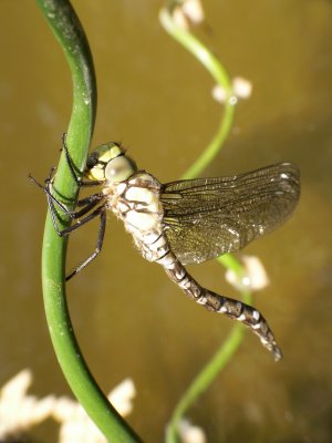 It will stay here to dry its wings