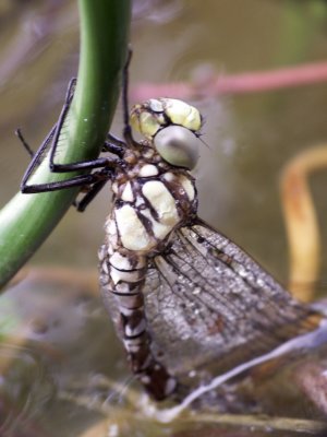 a pretty little dragonfly