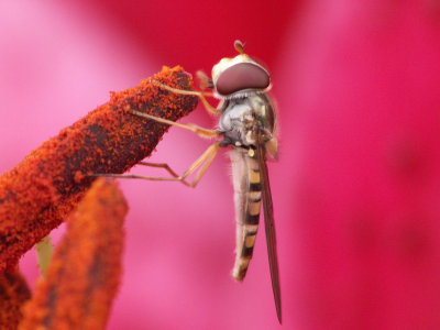 Syrphe sur lys martagon
