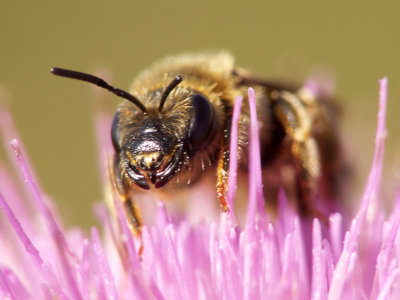 Portrait d'abeille mllifre