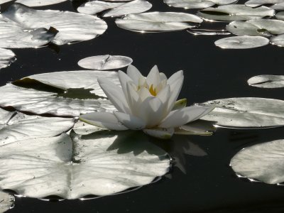 Les nnuphars de mon bassin -  Nympheas in my pond