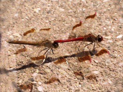 Libellules symptres en position du tandem
