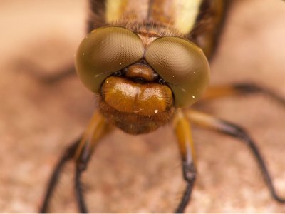 Yeux de libellule dprime - Eyes of dragonfly