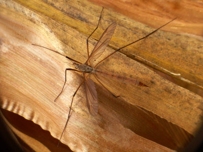 Tipule