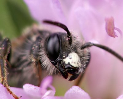 Portrait d'abeille - Portrait of a bee (best viewed in original size)