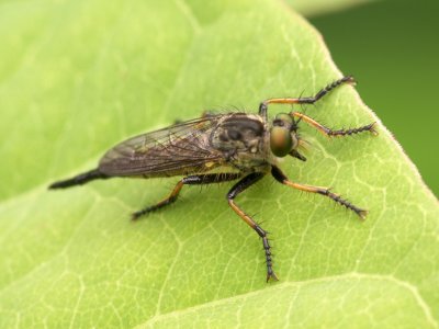 Machimus gonatistes