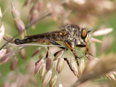 Machimus gonatistes