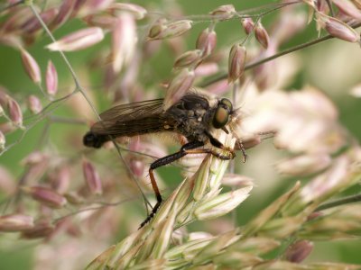 Machimus gonatistes