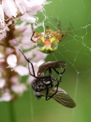 Piegee dans la toile - Caught in the spider web