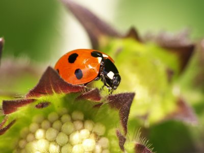 Ladybug