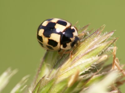 Coccinelle zèbrée