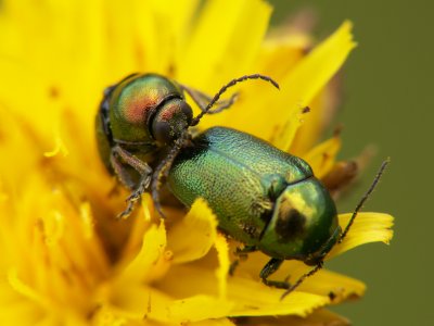 Cétoines dorés mating