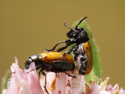 Just 0,4 inches long but a lot of fun - J'ai a peine 1cm de long mais en amour, j'assure!