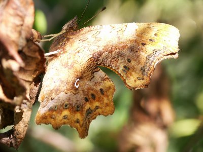 Robert le diable on a still leaf