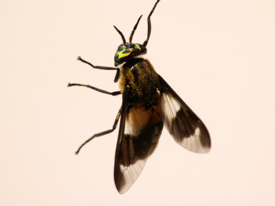 Chrysops relictus