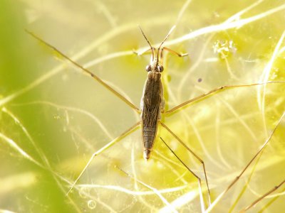 Araignee d'eau - Water strider