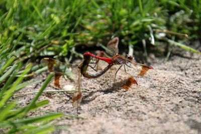 Accouplement de symptres rouge sang - Sympetrum sanguineum's mating